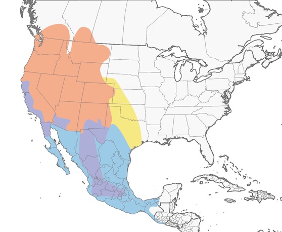 cinnamon-teal-migration-map.jpg